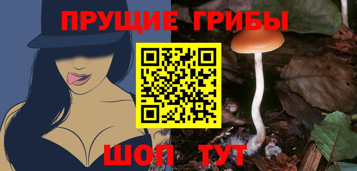 Псилоцибиновые грибы GOLDEN TEACHER  Галлюциногенные грибы Cubensis  Ставрополь  Вход с VPN 